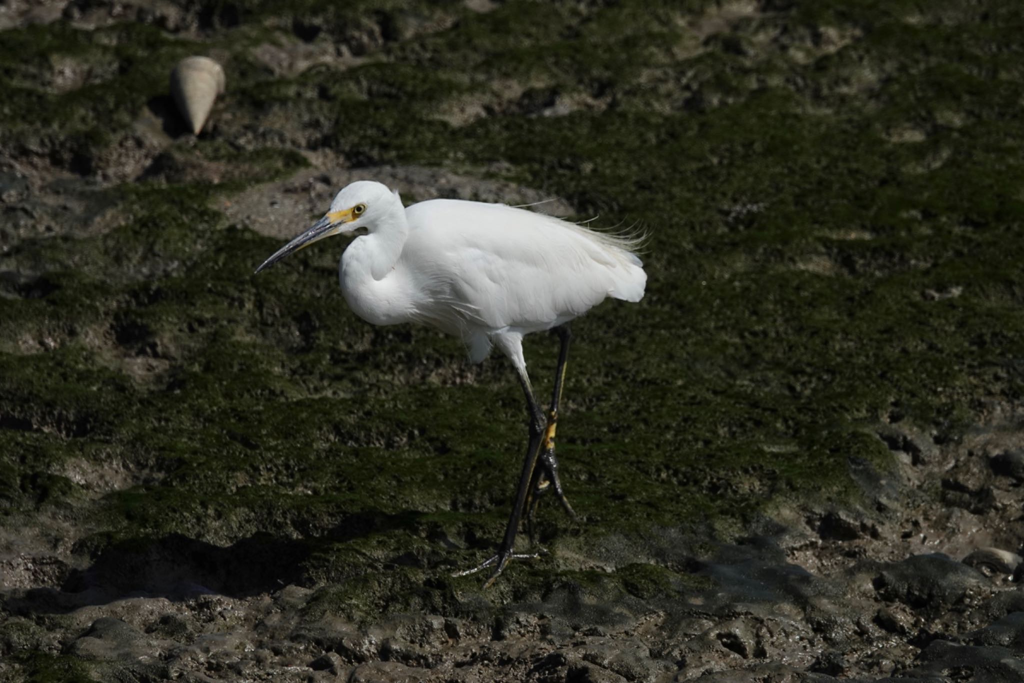 Little Egret