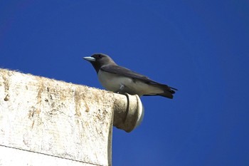 White-breasted Woodswallow ケアンズ Fri, 9/30/2022