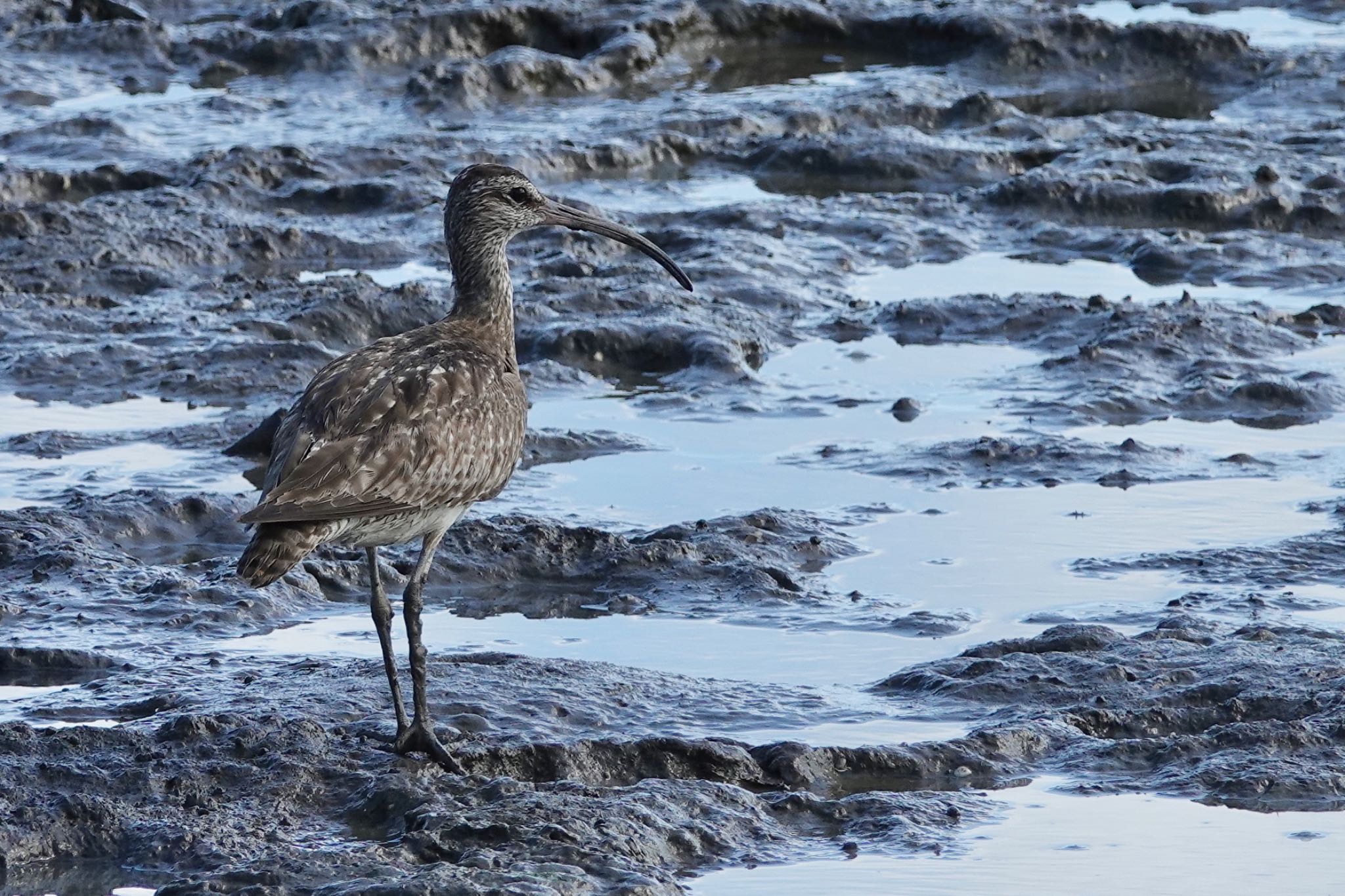 Eurasian Whimbrel