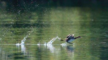 Little Grebe 多摩川 Thu, 10/20/2022