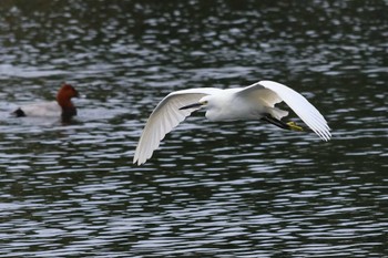 コサギ 中郷温水池公園(三島市) 2022年10月18日(火)