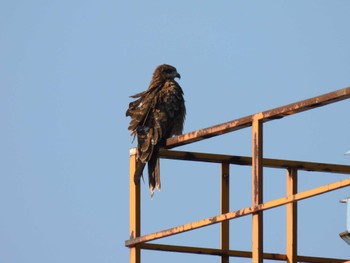 Black Kite 酒田港(山形県) Sat, 10/1/2022