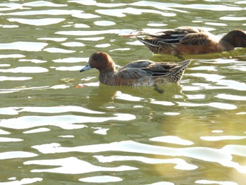 Eurasian Wigeon 酒田港(山形県) Sat, 10/1/2022