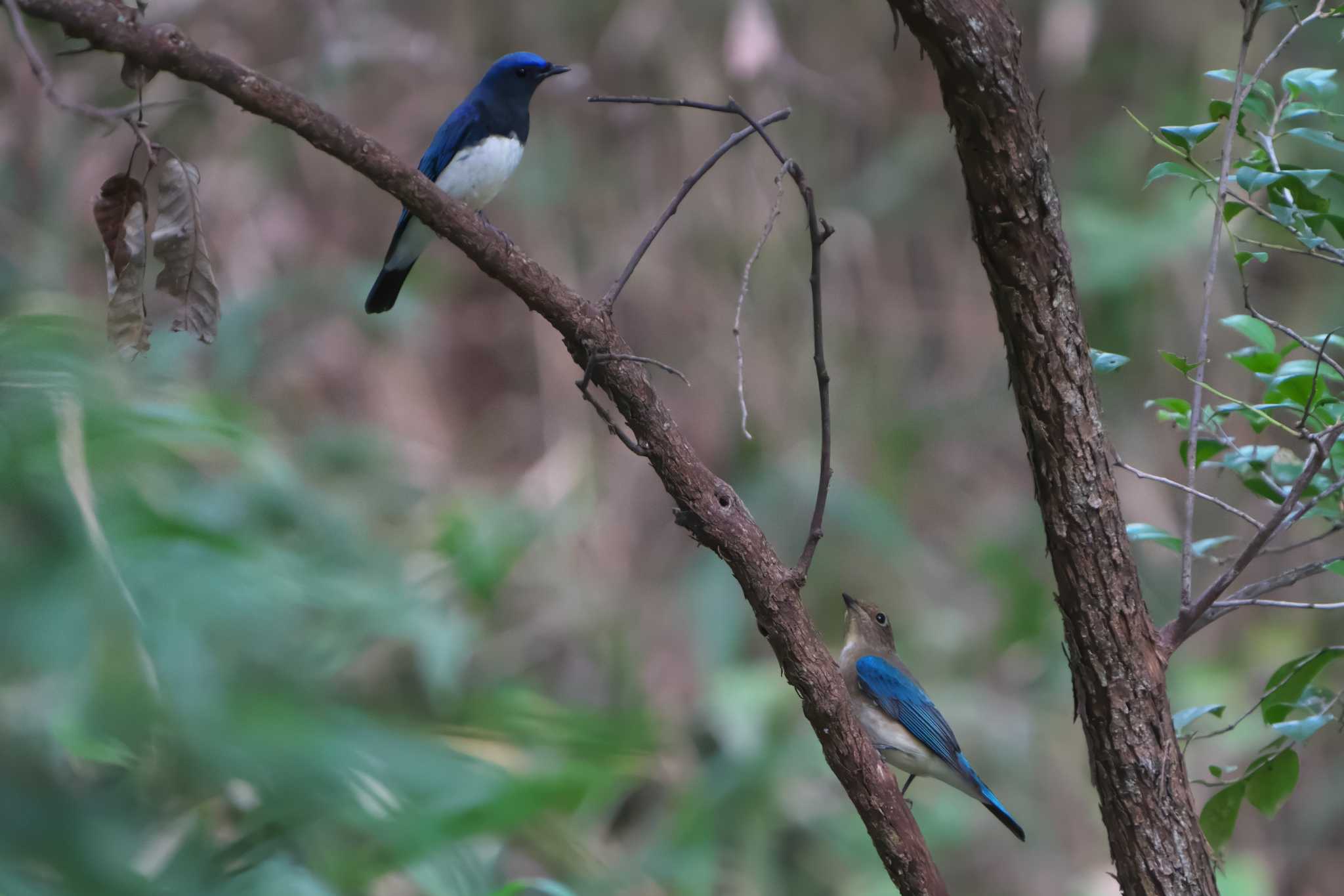 Blue-and-white Flycatcher