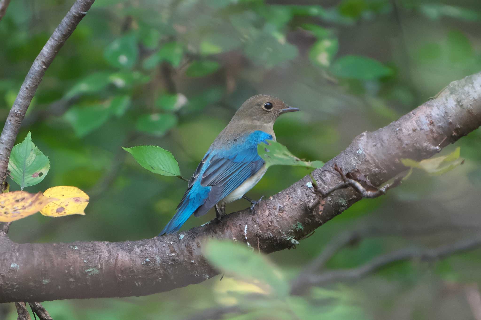 Blue-and-white Flycatcher