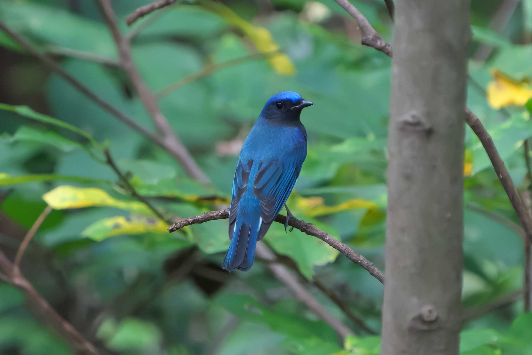 Photo of Blue-and-white Flycatcher at 金ヶ崎公園(明石市) by 禽好き