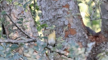 Mugimaki Flycatcher 尼崎市農業公園 Thu, 10/20/2022