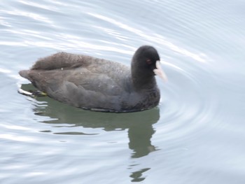 Eurasian Coot 熊本市江津湖 Tue, 2/13/2018