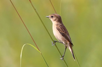 Amur Stonechat 堺市内 Sun, 10/16/2022