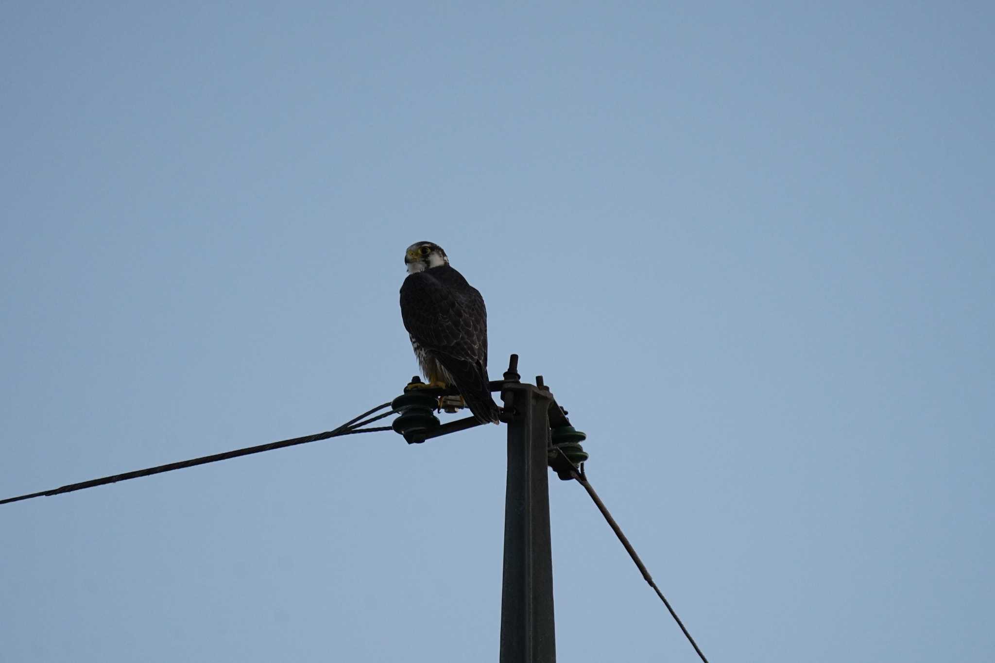 Photo of Peregrine Falcon at 潟ノ内(島根県松江市) by ひらも