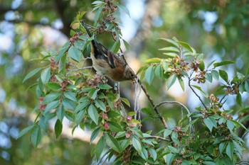 2022年10月20日(木) 宍道ふるさと森林公園の野鳥観察記録