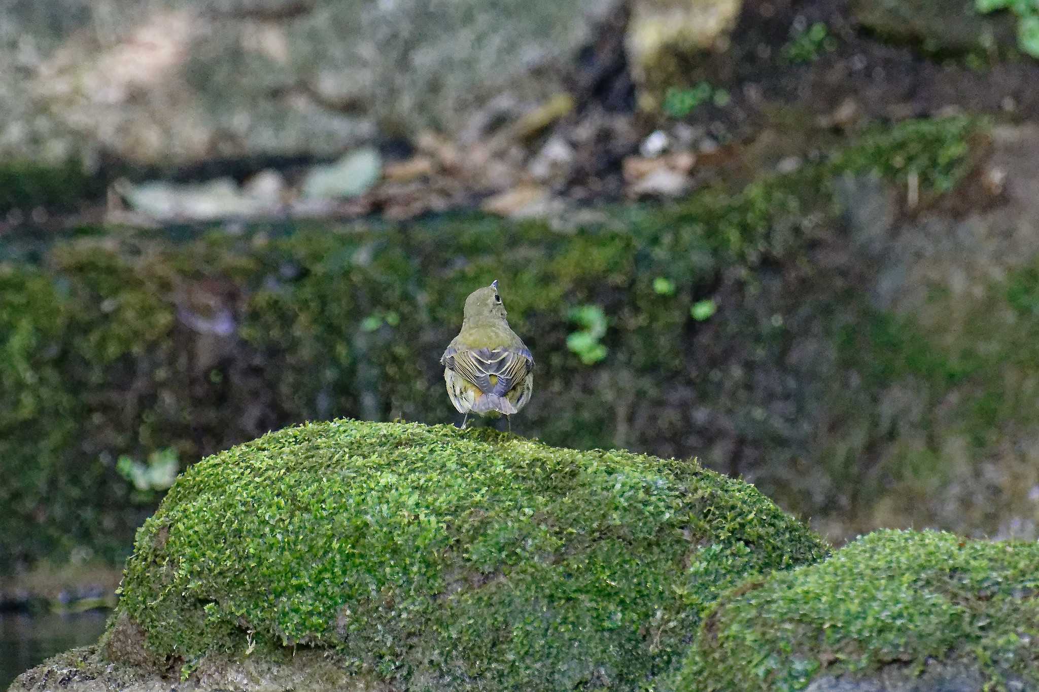 Photo of Narcissus Flycatcher at 横浜市立金沢自然公園 by しおまつ