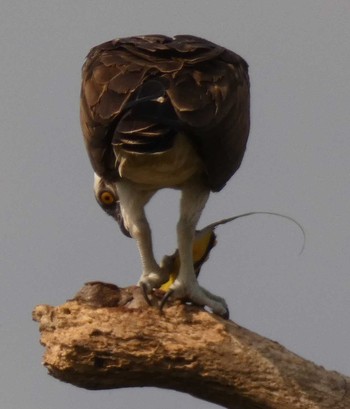 Osprey Yoron Island Tue, 2/13/2018