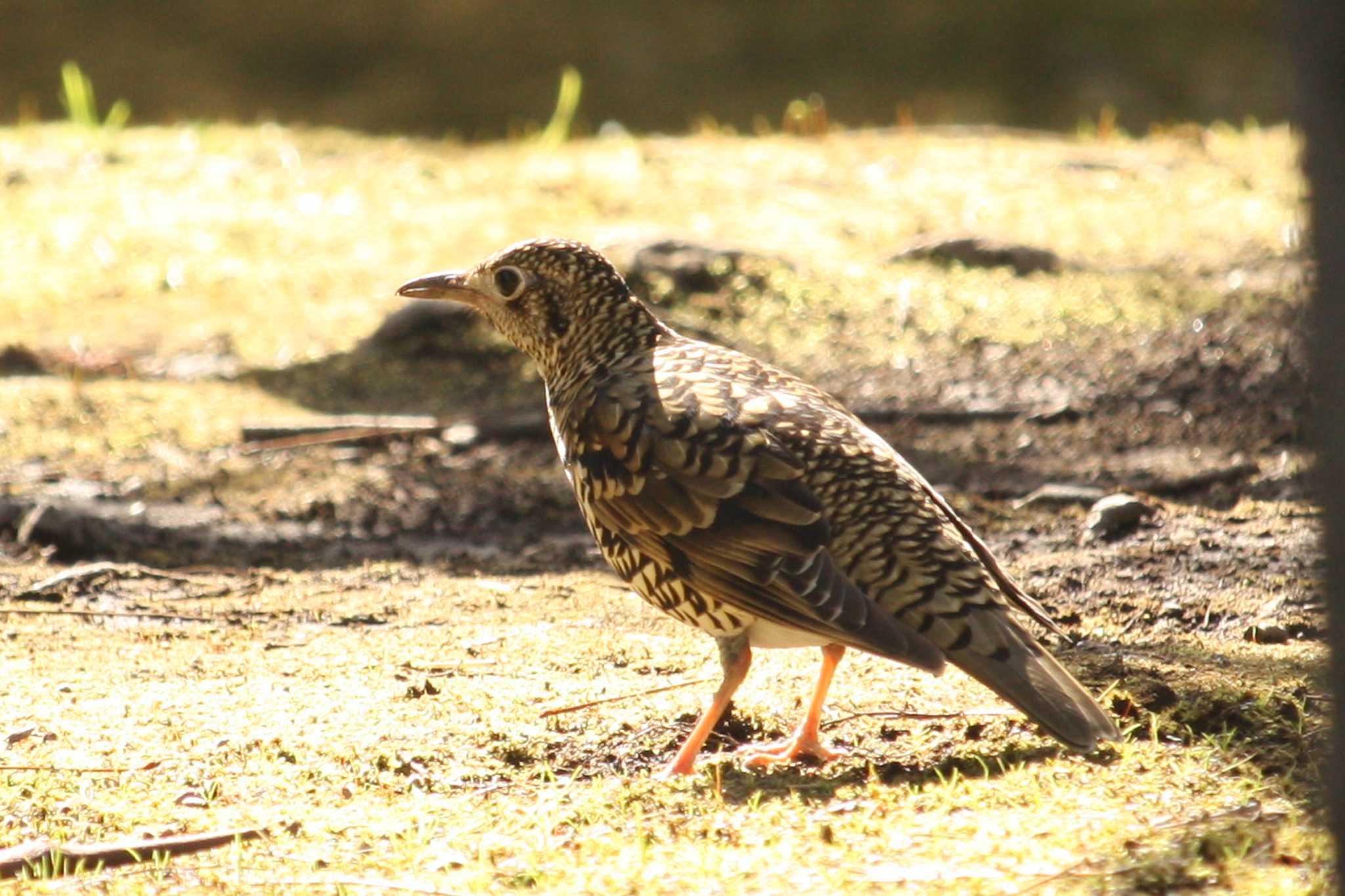 White's Thrush