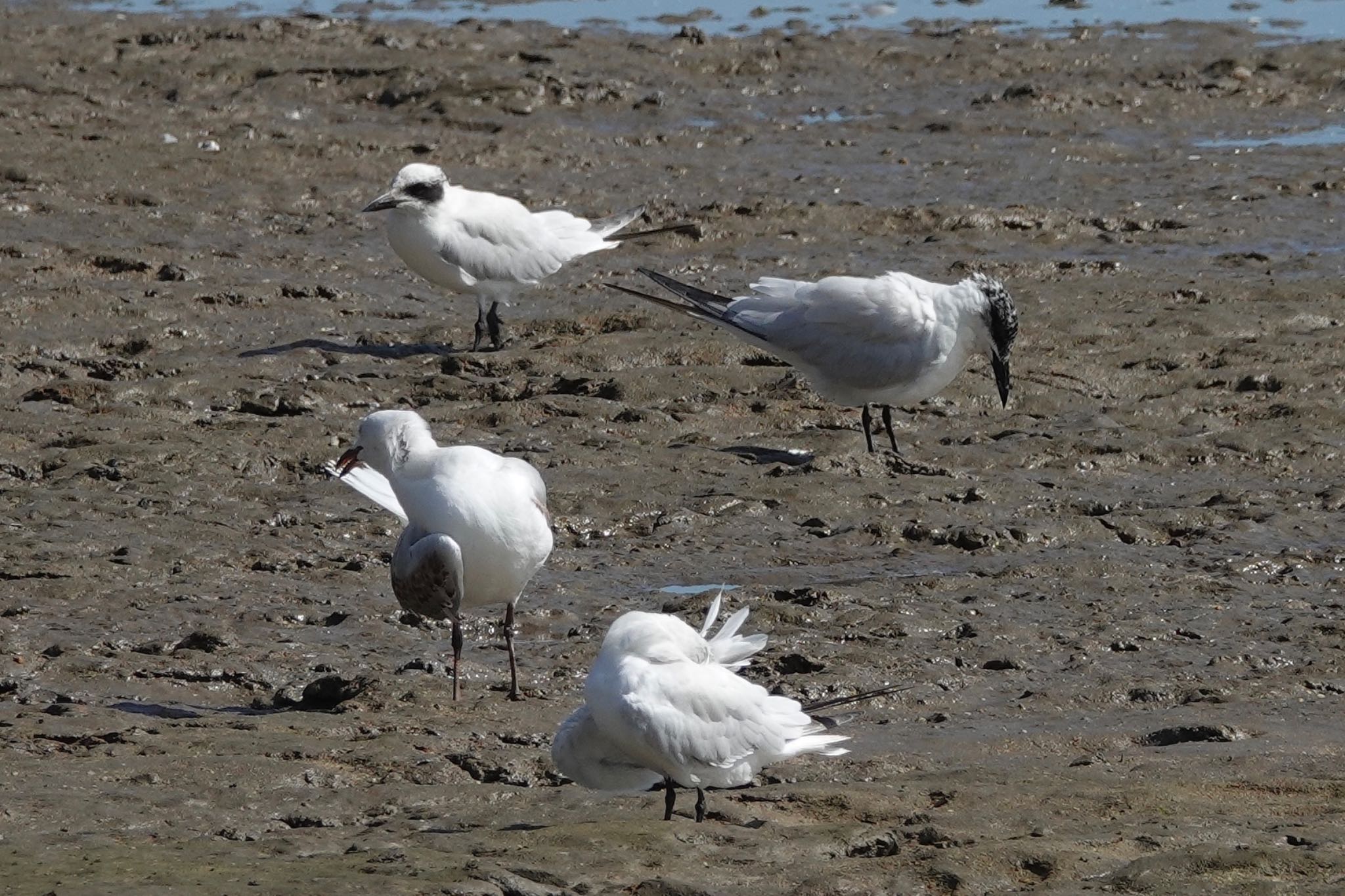 Gull-billed Tern