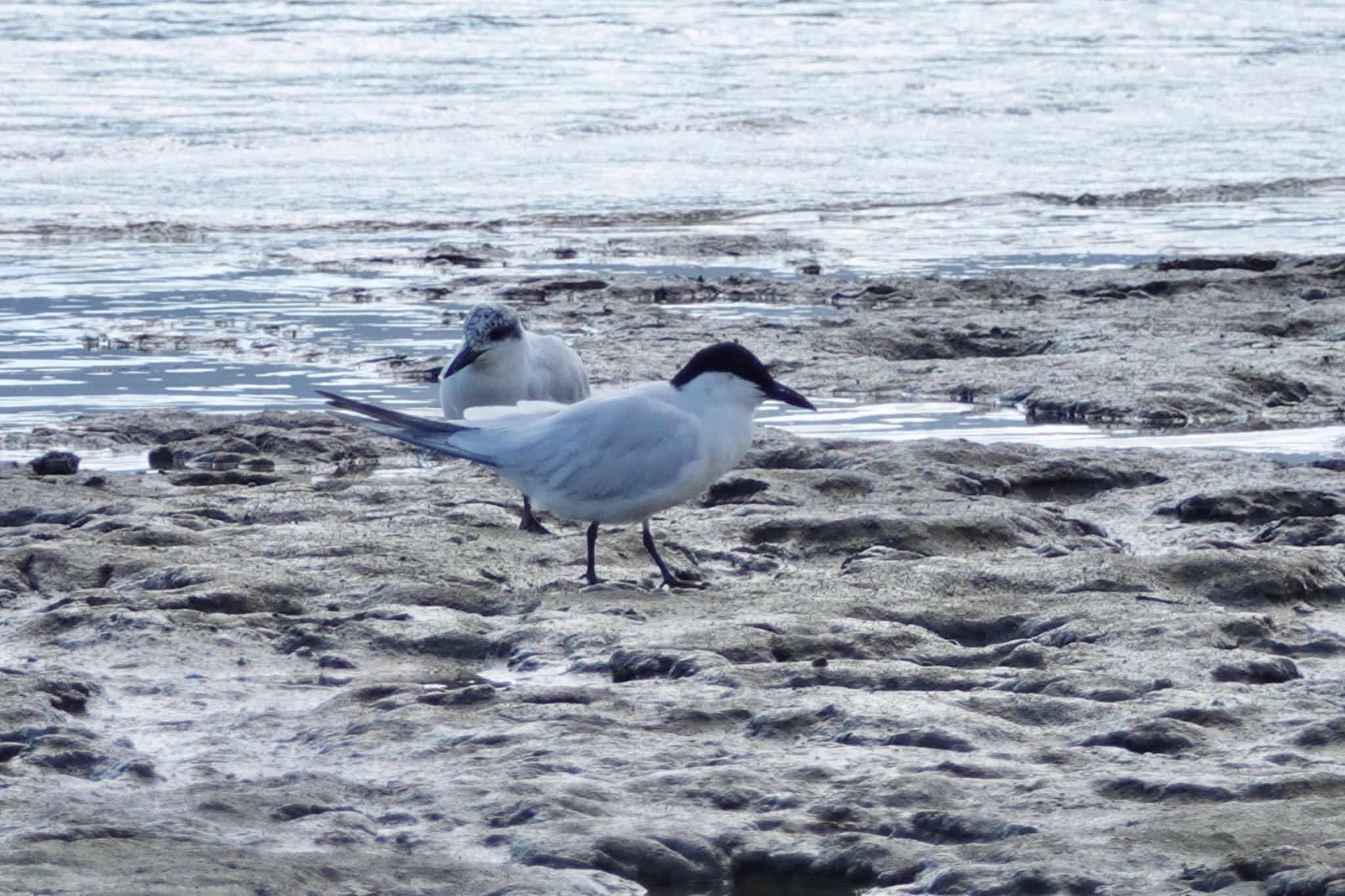 Photo of Gull-billed Tern at ケアンズ by のどか