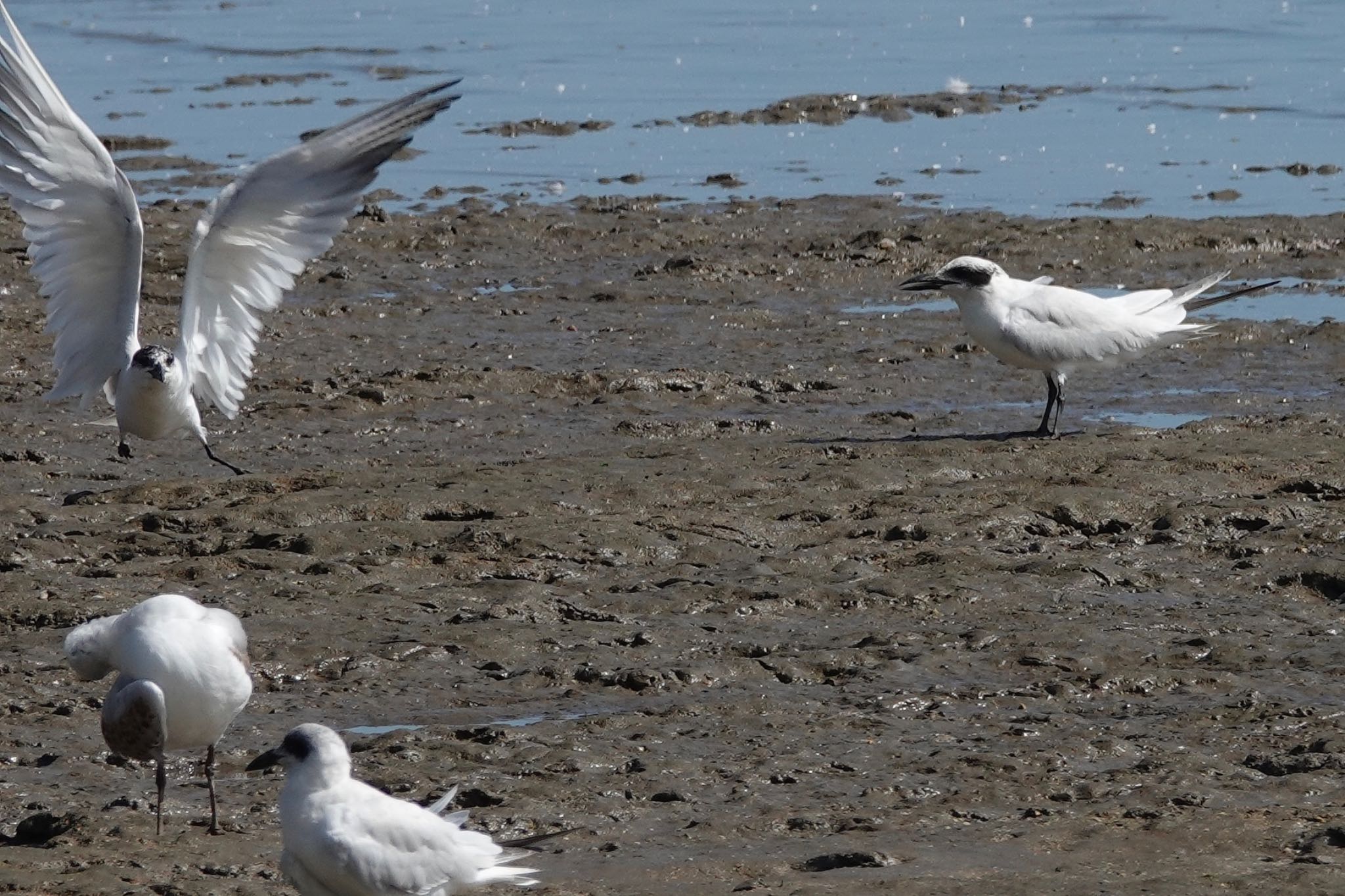 Photo of Gull-billed Tern at ケアンズ by のどか