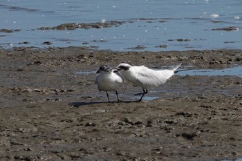 Gull-billed Tern ケアンズ Fri, 9/30/2022