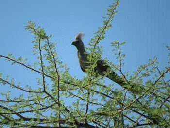 Grey Go-away-bird