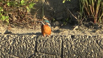 カワセミ 三滝川 2022年10月19日(水)