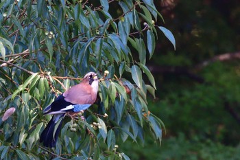 Eurasian Jay Unknown Spots Thu, 10/20/2022