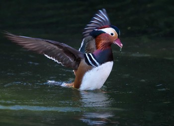 Mandarin Duck 東京都多摩地域 Thu, 10/20/2022