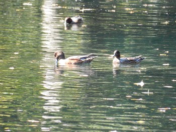 2022年10月20日(木) 井の頭公園の野鳥観察記録