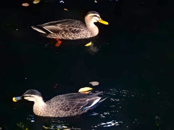 Eastern Spot-billed Duck Inokashira Park Thu, 10/20/2022