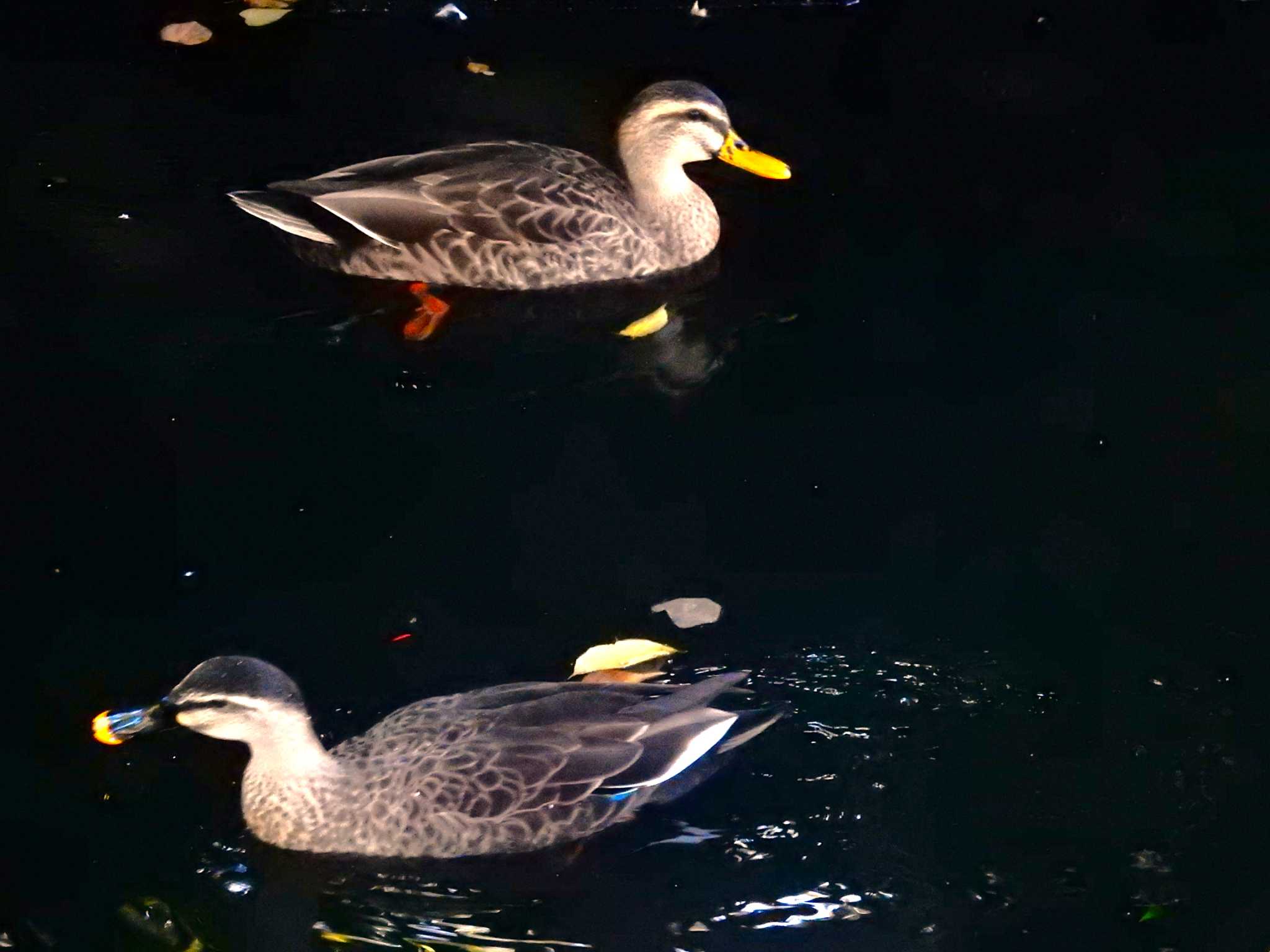 上のはマガモが混じってる？