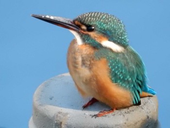 Common Kingfisher Inokashira Park Thu, 10/20/2022