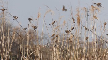 スズメ 大久保農耕地 2022年3月12日(土)