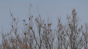 スズメ 大久保農耕地 2022年3月12日(土)