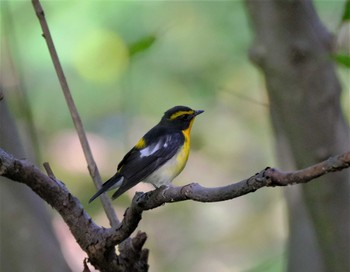 Narcissus Flycatcher 東京都立桜ヶ丘公園(聖蹟桜ヶ丘) Wed, 10/19/2022