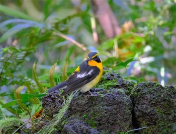 Narcissus Flycatcher 東京都立桜ヶ丘公園(聖蹟桜ヶ丘) Wed, 10/19/2022