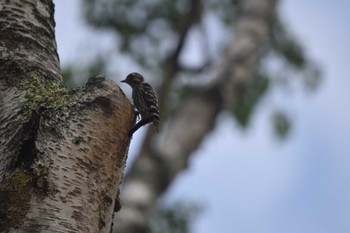 Japanese Pygmy Woodpecker 女神湖 Sun, 7/10/2022