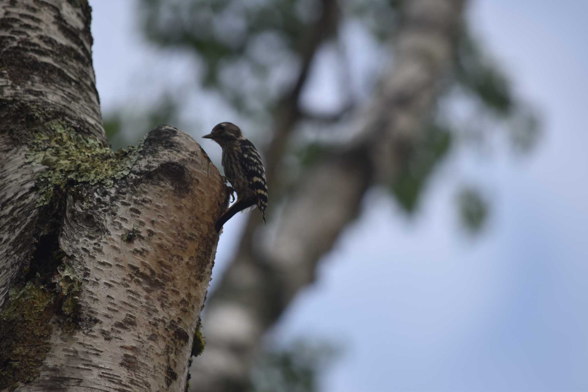 Japanese Pygmy Woodpecker