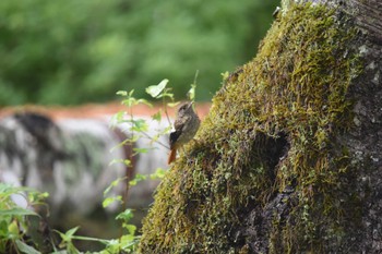 Daurian Redstart 女神湖 Sun, 7/10/2022