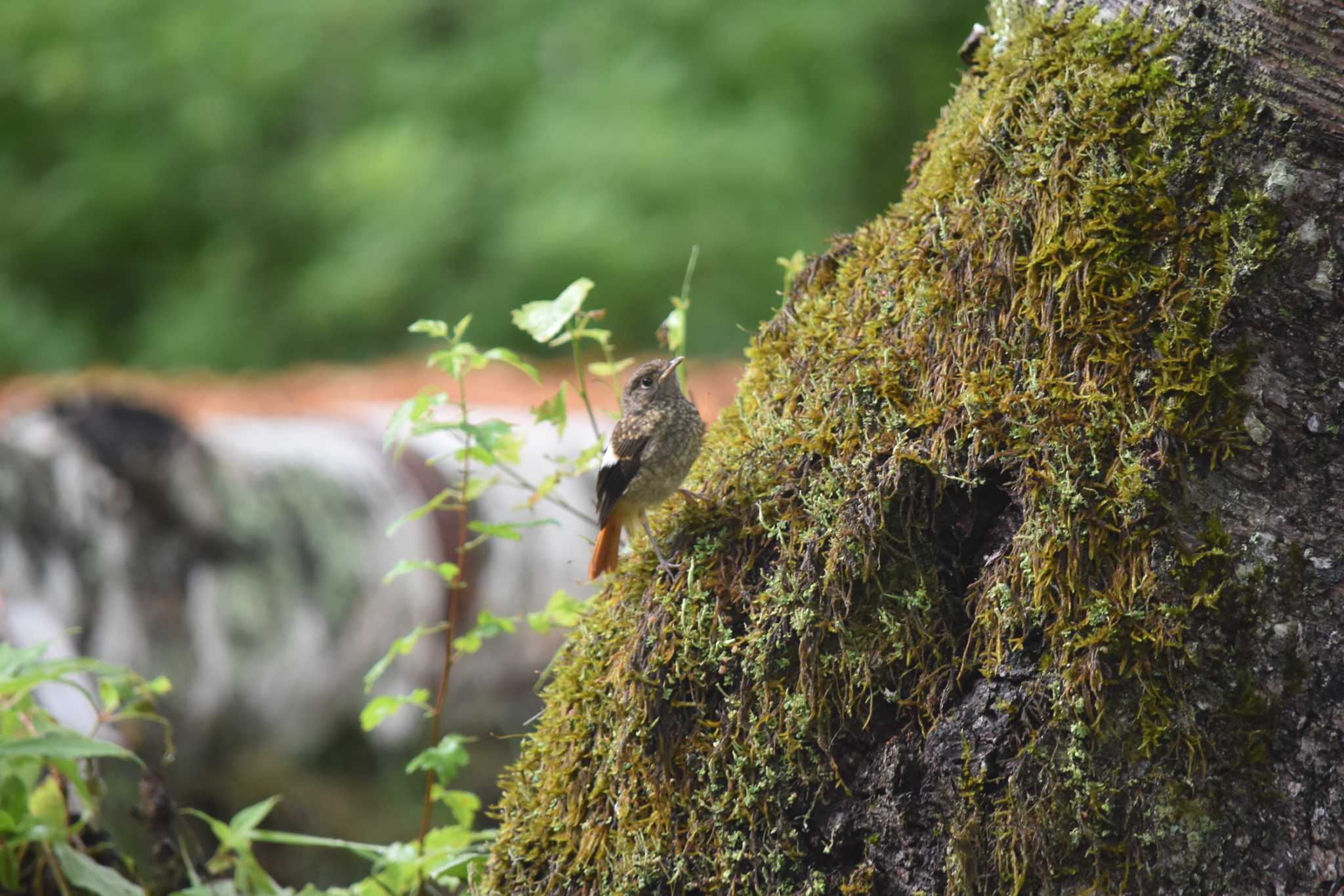 Daurian Redstart