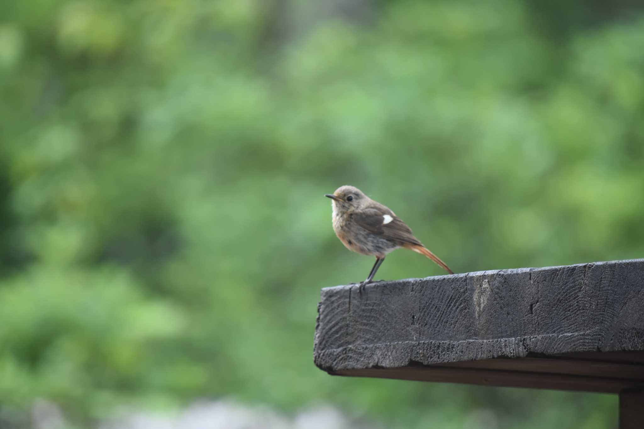 Daurian Redstart