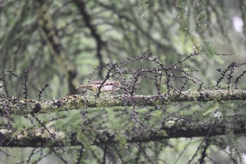 Oriental Reed Warbler 女神湖 Sun, 7/10/2022