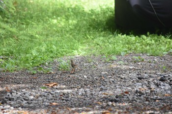 2022年7月10日(日) 女神湖の野鳥観察記録