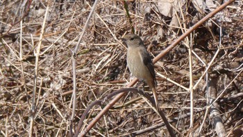 Daurian Redstart 荒川生物生態園(東京都板橋区) Sun, 3/6/2022