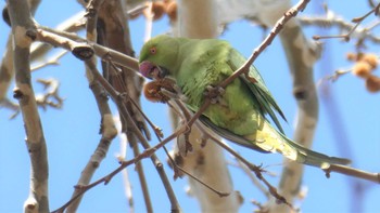 ワカケホンセイインコ 林試の森公園 2022年3月6日(日)