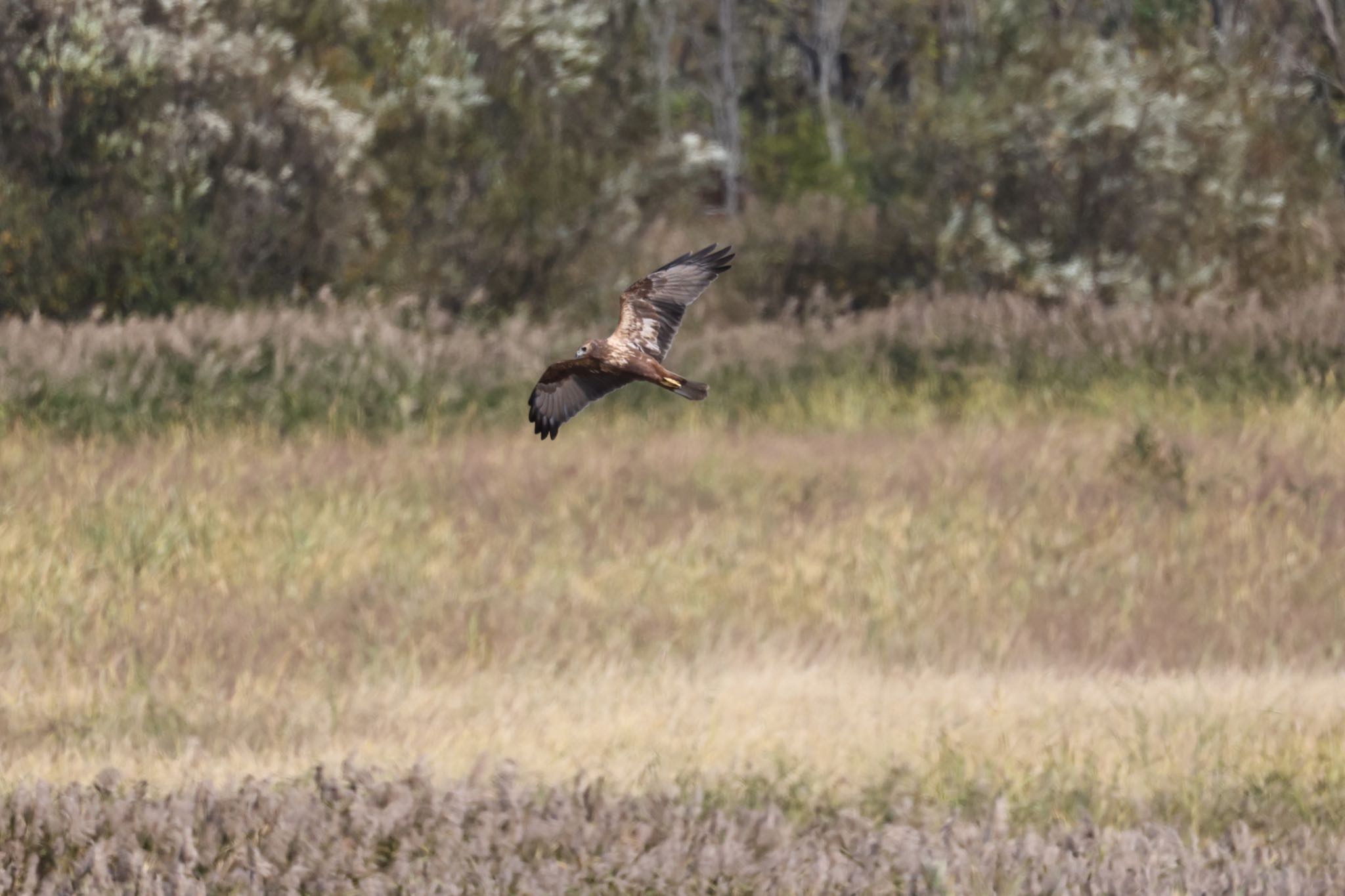 Eastern Marsh Harrier