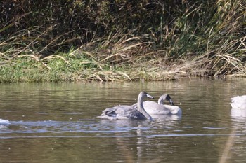 Thu, 10/20/2022 Birding report at 長都沼(千歳市)