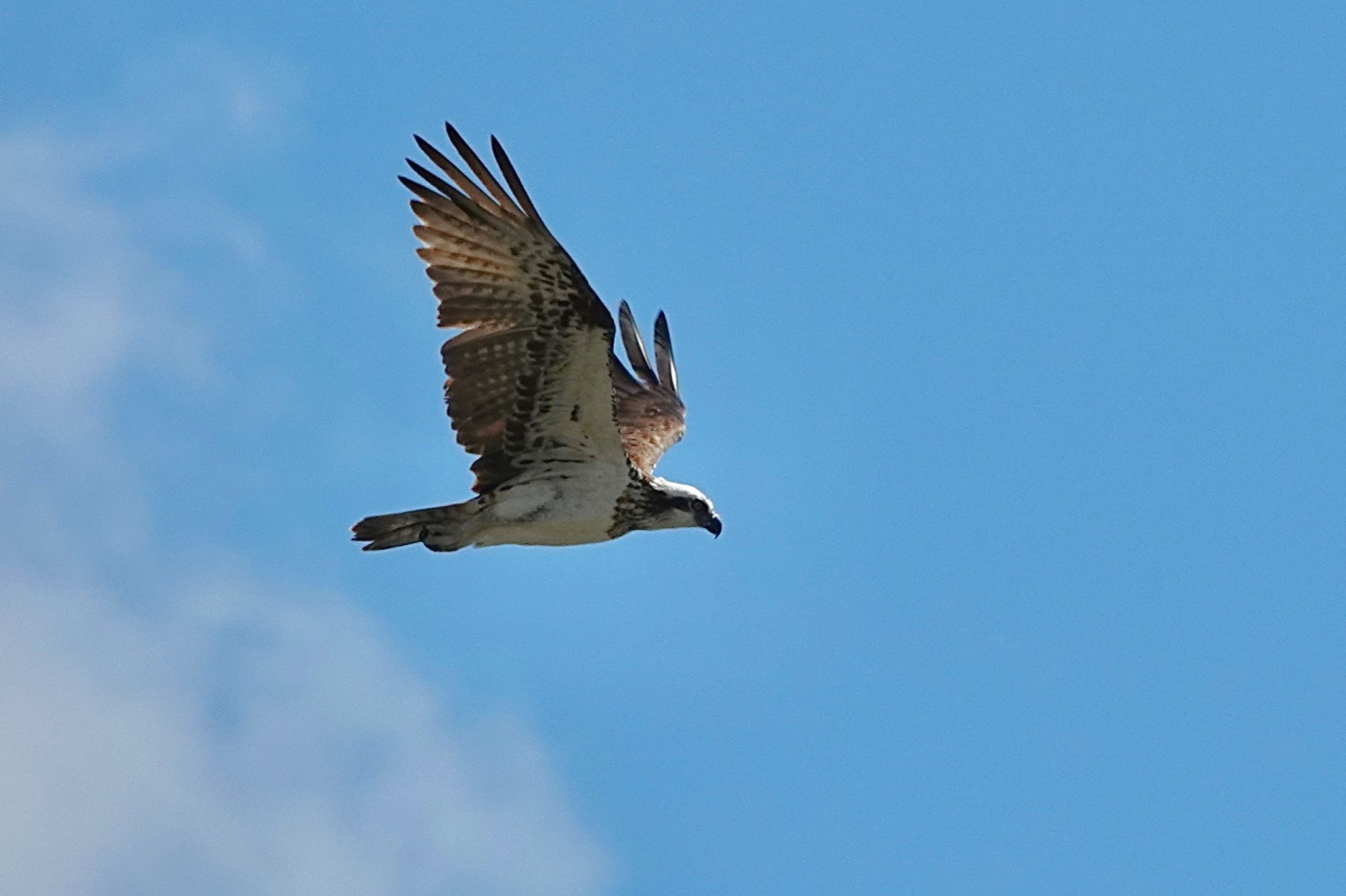 Osprey(cristatus)