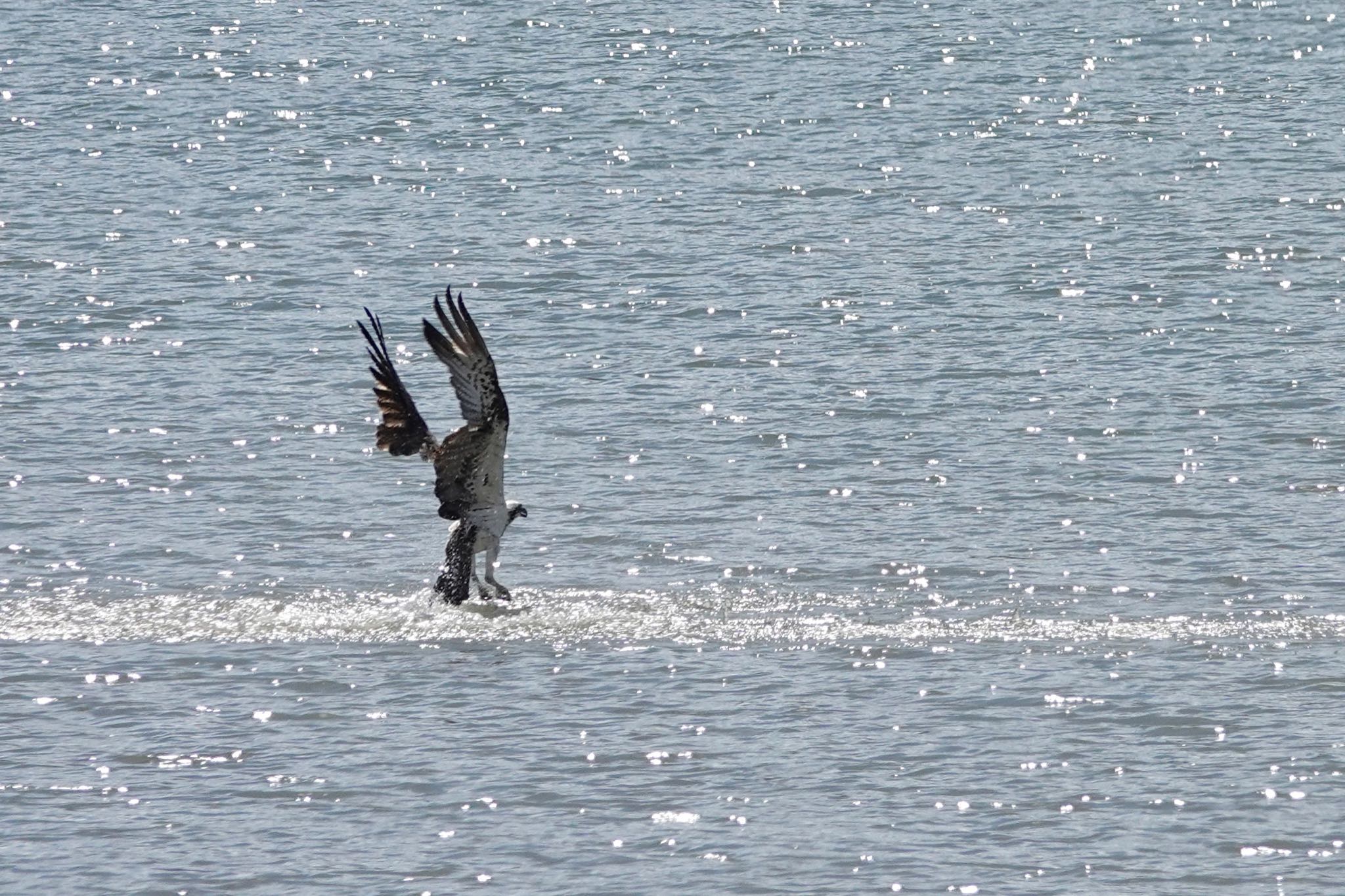 Osprey(cristatus)