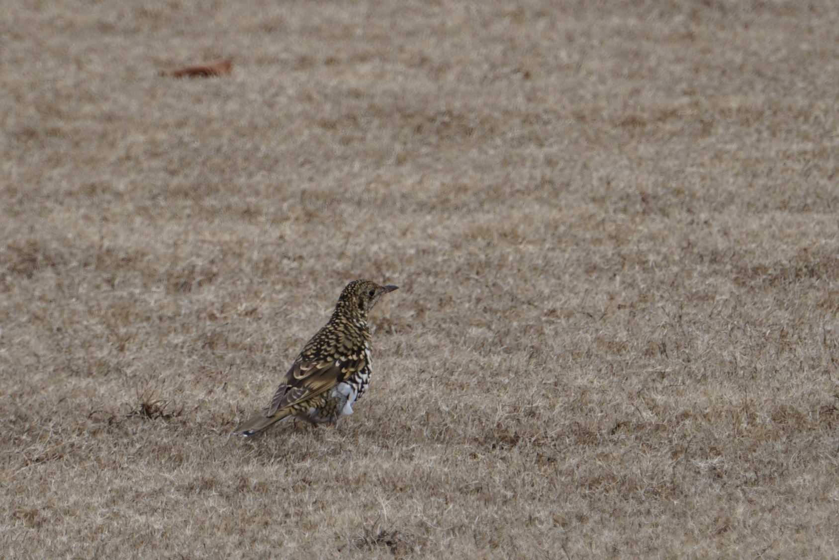 トラツグミ