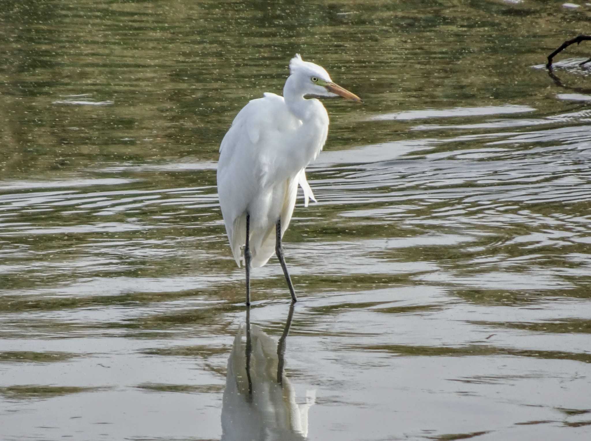 チュウサギ