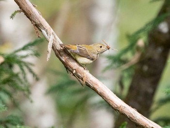 2022年10月20日(木) 戸隠森林植物園(戸隠森林公園)の野鳥観察記録